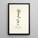 Gladiolus fissifolius - Nikolaus Joseph Freiherr von Jacquin — ingelijst kunstwerk aan de muur