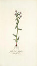 Gladiolus fissifolius - Nikolaus Joseph Freiherr von Jacquin — weergave van het kunstwerk