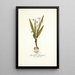 Gladiolus floribundus - Nikolaus Joseph Freiherr von Jacquin — ingelijst kunstwerk aan de muur