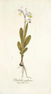 Gladiolus galeatus - Nikolaus Joseph Freiherr von Jacquin — weergave van het kunstwerk