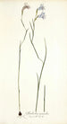 Gladiolus gracilis - Nikolaus Joseph Freiherr von Jacquin — weergave van het kunstwerk