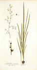 Gladiolus gramineus - Nikolaus Joseph Freiherr von Jacquin — weergave van het kunstwerk