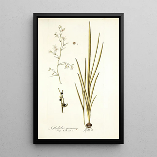 Nikolaus Joseph Freiherr von Jacquin - Gladiolus gramineus.webp