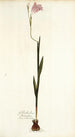 Gladiolus hirsutus - Nikolaus Joseph Freiherr von Jacquin — weergave van het kunstwerk