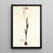 Gladiolus hirsutus - Nikolaus Joseph Freiherr von Jacquin — ingelijst kunstwerk aan de muur
