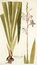 Gladiolus iridifolius - Nikolaus Joseph Freiherr von Jacquin — weergave van het kunstwerk