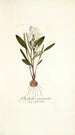 Gladiolus mucronatus - Nikolaus Joseph Freiherr von Jacquin — weergave van het kunstwerk