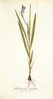 Gladiolus plicatus angustifolius - Nikolaus Joseph Freiherr von Jacquin — weergave van het kunstwerk