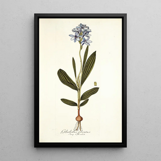 Nikolaus Joseph Freiherr von Jacquin - Gladiolus plicatus.webp