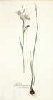 Gladiolus punctatus - Nikolaus Joseph Freiherr von Jacquin — weergave van het kunstwerk
