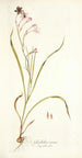 Gladiolus roseus - Nikolaus Joseph Freiherr von Jacquin — weergave van het kunstwerk