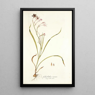 Nikolaus Joseph Freiherr von Jacquin - Gladiolus roseus.webp