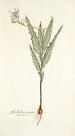 Gladiolus striatus - Nikolaus Joseph Freiherr von Jacquin — weergave van het kunstwerk