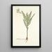 Gladiolus striatus - Nikolaus Joseph Freiherr von Jacquin — ingelijst kunstwerk aan de muur
