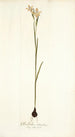 Gladiolus strictus - Nikolaus Joseph Freiherr von Jacquin — weergave van het kunstwerk