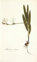 Gladiolus sulphureus - Nikolaus Joseph Freiherr von Jacquin — weergave van het kunstwerk