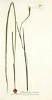 Gladiolus tristis - Nikolaus Joseph Freiherr von Jacquin | Reproduction — weergave van het kunstwerk