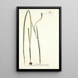 Nikolaus Joseph Freiherr von Jacquin - Gladiolus tristis.webp