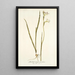 Gladiolus tristis varietas - Nikolaus Joseph Freiherr von Jacquin — ingelijst kunstwerk aan de muur