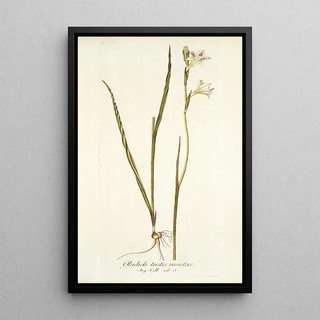 Nikolaus Joseph Freiherr von Jacquin - Gladiolus tristis varietas.webp