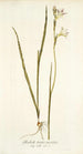 Gladiolus tristis varietas - Nikolaus Joseph Freiherr von Jacquin — weergave van het kunstwerk