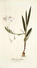 Gladiolus tubatus - Nikolaus Joseph Freiherr von Jacquin — weergave van het kunstwerk