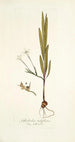 Gladiolus tubiflorus - Nikolaus Joseph Freiherr von Jacquin — weergave van het kunstwerk