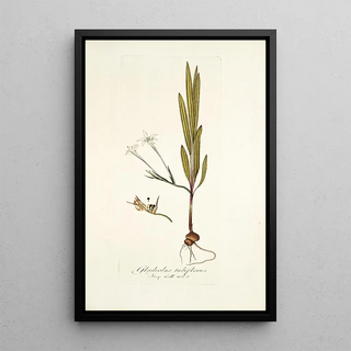 Nikolaus Joseph Freiherr von Jacquin - Gladiolus tubiflorus.webp