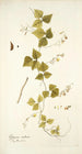 Glycine caribaea - Nikolaus Joseph Freiherr von Jacquin — weergave van het kunstwerk