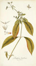 Gomphrena brasiliensis - Nikolaus Joseph Freiherr von Jacquin — weergave van het kunstwerk