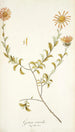 Gorteria asteroides - Nikolaus Joseph Freiherr von Jacquin — weergave van het kunstwerk