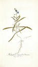 Heliophila integrifolia - Nikolaus Joseph Freiherr von Jacquin — weergave van het kunstwerk