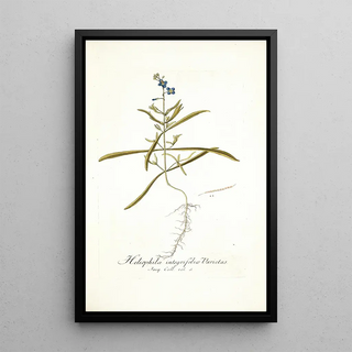 Nikolaus Joseph Freiherr von Jacquin - Heliophila integrifolia.webp