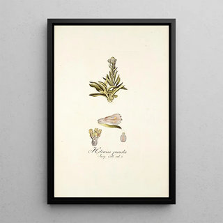 Nikolaus Joseph Freiherr von Jacquin - Helonias pumila.webp