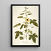 Hibiscus diversifolius - Nikolaus Joseph Freiherr von Jacquin — ingelijst kunstwerk aan de muur