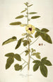 Hibiscus diversifolius - Nikolaus Joseph Freiherr von Jacquin — weergave van het kunstwerk