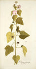 Hibiscus pentacarpos - Nikolaus Joseph Freiherr von Jacquin — weergave van het kunstwerk