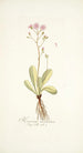 Hieracium incarnatum - Nikolaus Joseph Freiherr von Jacquin — weergave van het kunstwerk