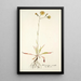 Hieracium saxatile - Nikolaus Joseph Freiherr von Jacquin — ingelijst kunstwerk aan de muur