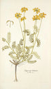 Hippocrepis balearica - Nikolaus Joseph Freiherr von Jacquin — weergave van het kunstwerk