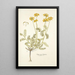 Hippocrepis balearica - Nikolaus Joseph Freiherr von Jacquin — ingelijst kunstwerk aan de muur