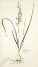 Hyacinthus viridis - Nikolaus Joseph Freiherr von Jacquin — weergave van het kunstwerk
