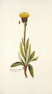 Hypochaeris helvetica - Nikolaus Joseph Freiherr von Jacquin — weergave van het kunstwerk