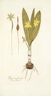 Hypoxis plicata - Nikolaus Joseph Freiherr von Jacquin — weergave van het kunstwerk