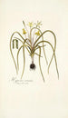 Hypoxis serrata - Nikolaus Joseph Freiherr von Jacquin — weergave van het kunstwerk