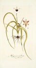 Hypoxis stellata - Nikolaus Joseph Freiherr von Jacquin — weergave van het kunstwerk