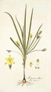 Hypoxis villosa - Nikolaus Joseph Freiherr von Jacquin — weergave van het kunstwerk