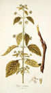 Hyptis capitata - Nikolaus Joseph Freiherr von Jacquin — weergave van het kunstwerk