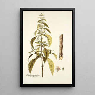 Nikolaus Joseph Freiherr von Jacquin - Hyptis verticillata.webp