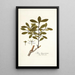 Ilex ligustrina - Nikolaus Joseph Freiherr von Jacquin — ingelijst kunstwerk aan de muur